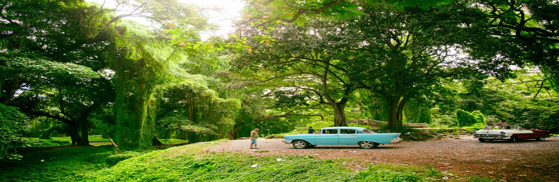 Wald von Havanna, Cuba Travel